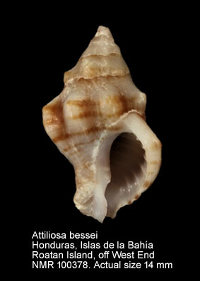 Attiliosa bessei.jpg - Attiliosa bessei Vokes,1999